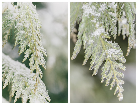 Frozen