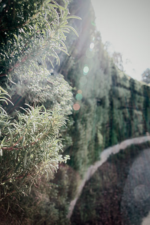 Wall of Herbs