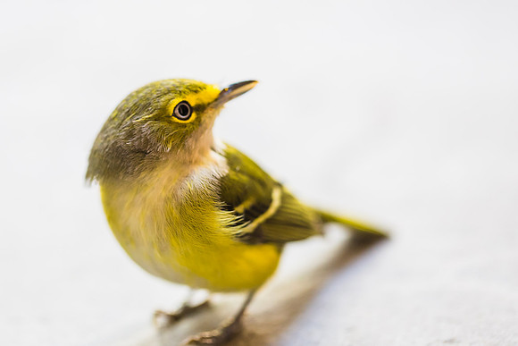 Pine Warbler