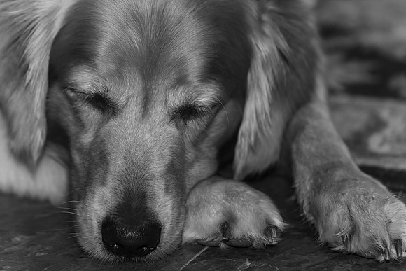 Frankie's Friends_hi-res_28