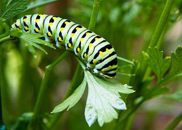 Caterpillar