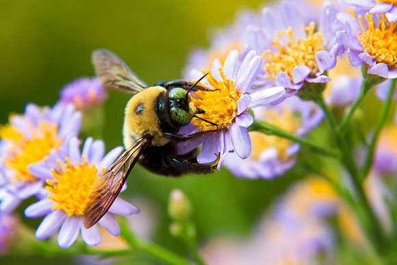 Hard Working Bee