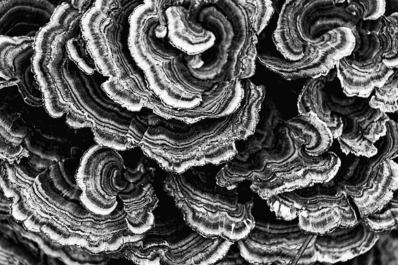 Nature_7_hi-res