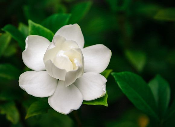Magnolia