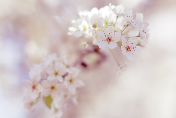 Spring 2014_hi-res_4