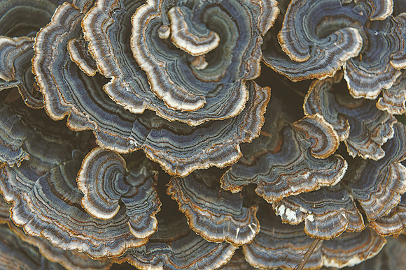 Nature_2_hi-res