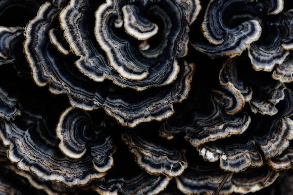 Nature_5_hi-res