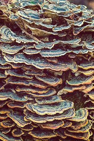 Nature_8_hi-res