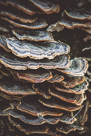 Nature_3_hi-res