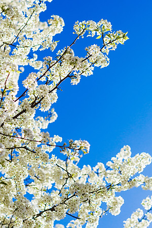 Spring 2014_hi-res_1
