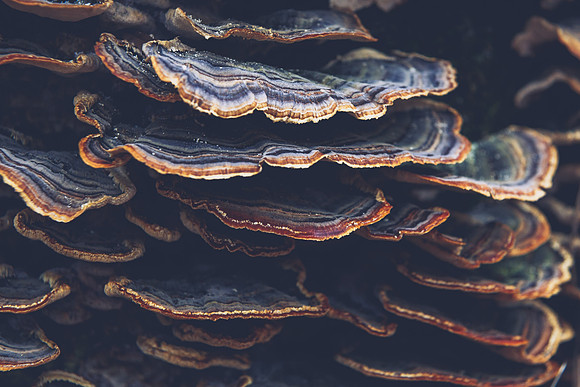 Nature_4_hi-res