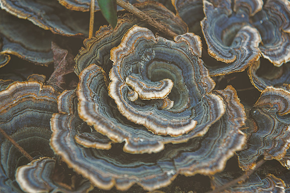 Nature_1_hi-res