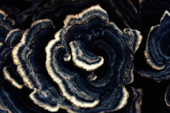 Nature_6_hi-res