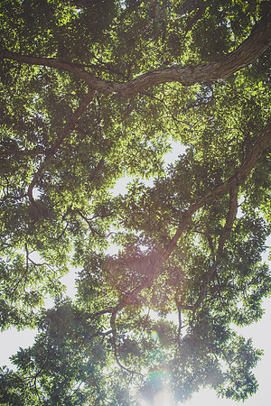 Shelter Tree