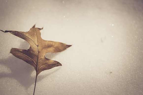 Lonely Leaf in Winter