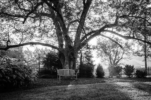 Dunwoody Farmhouse_Tree_2_B&W