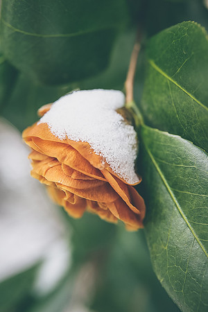 Camelia in Winter