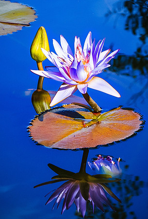 Water Lily
